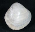 Polished Fossil Clam - Large Size #9536-1